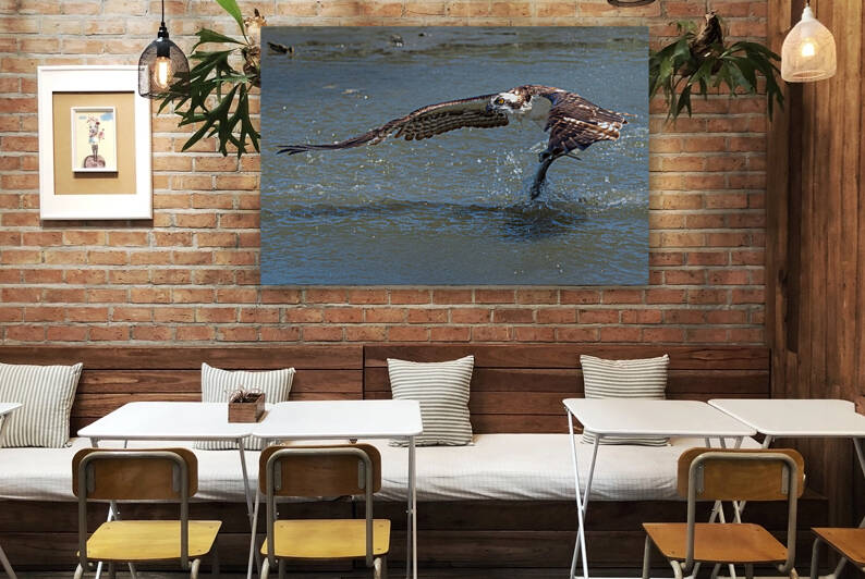 The Catch Reproduction