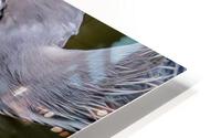 Eye Contact HD Metal print