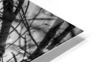 Black N White HD Metal print