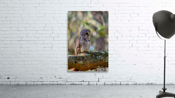 Owl Wall Preview