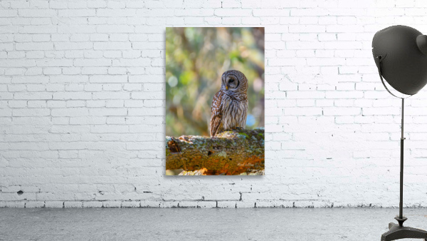 The Owl Wall Preview