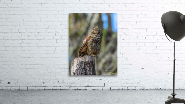 Owl Wall Preview