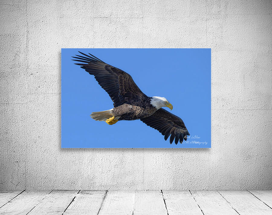 Bald Eagle Wall Preview