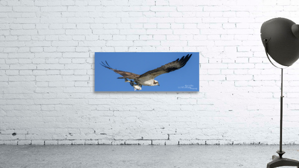 Osprey Wall Preview