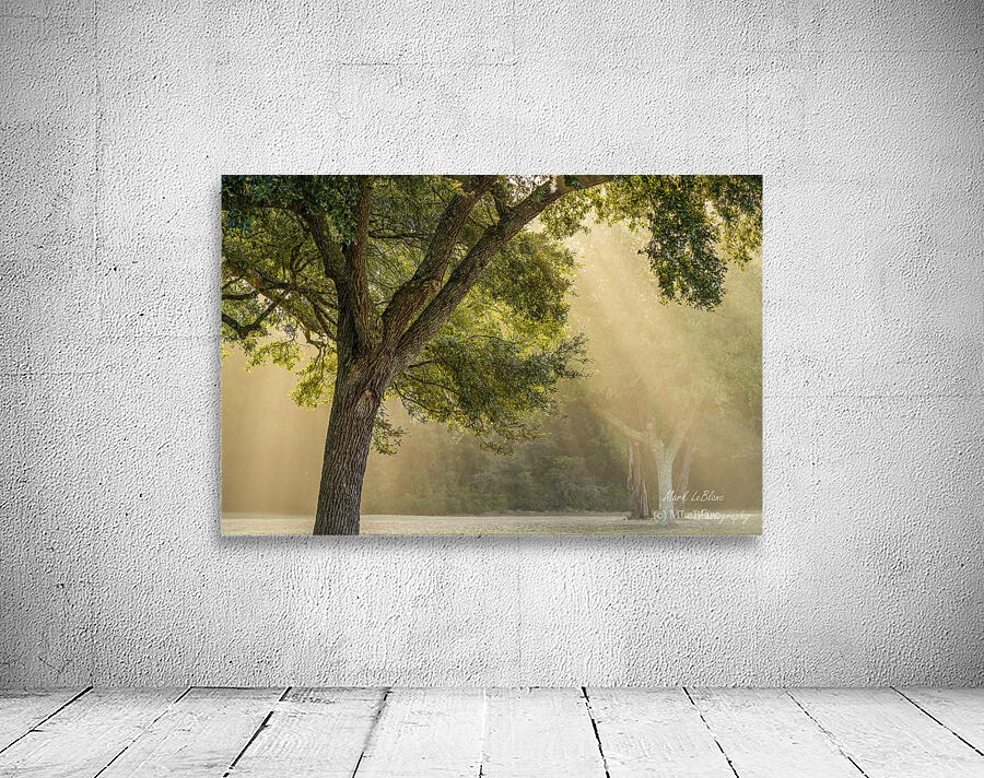 Sunlight Wall Preview