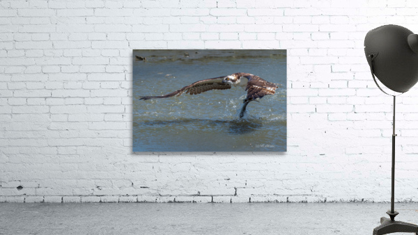 The Catch Wall Preview