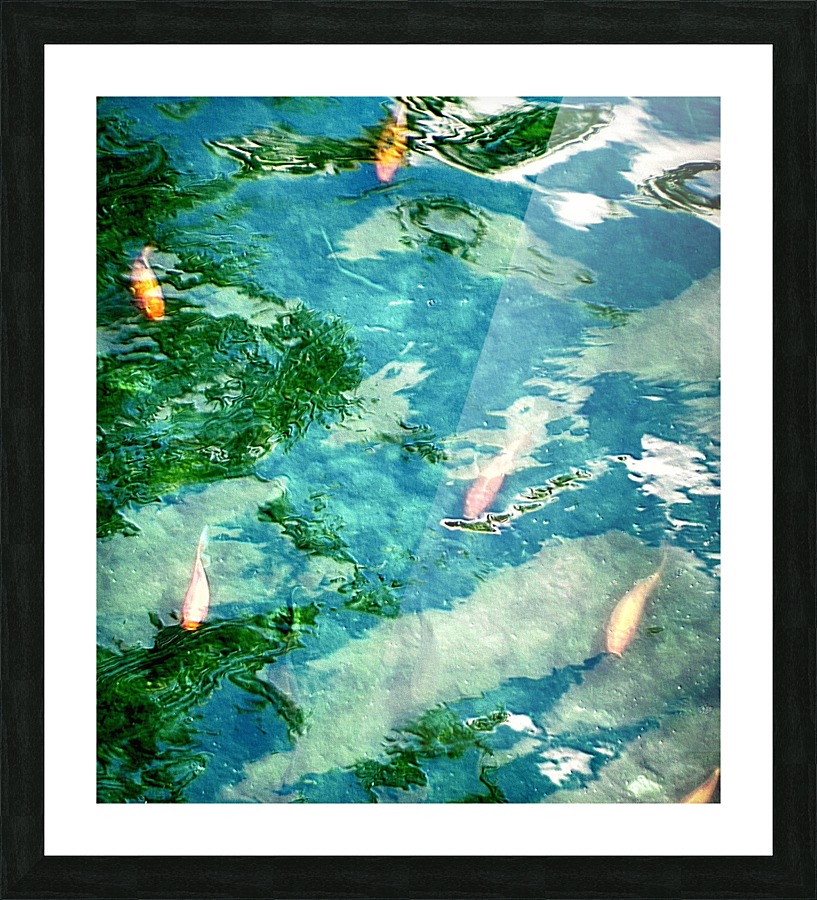 Carpes Carps Picture Frame print