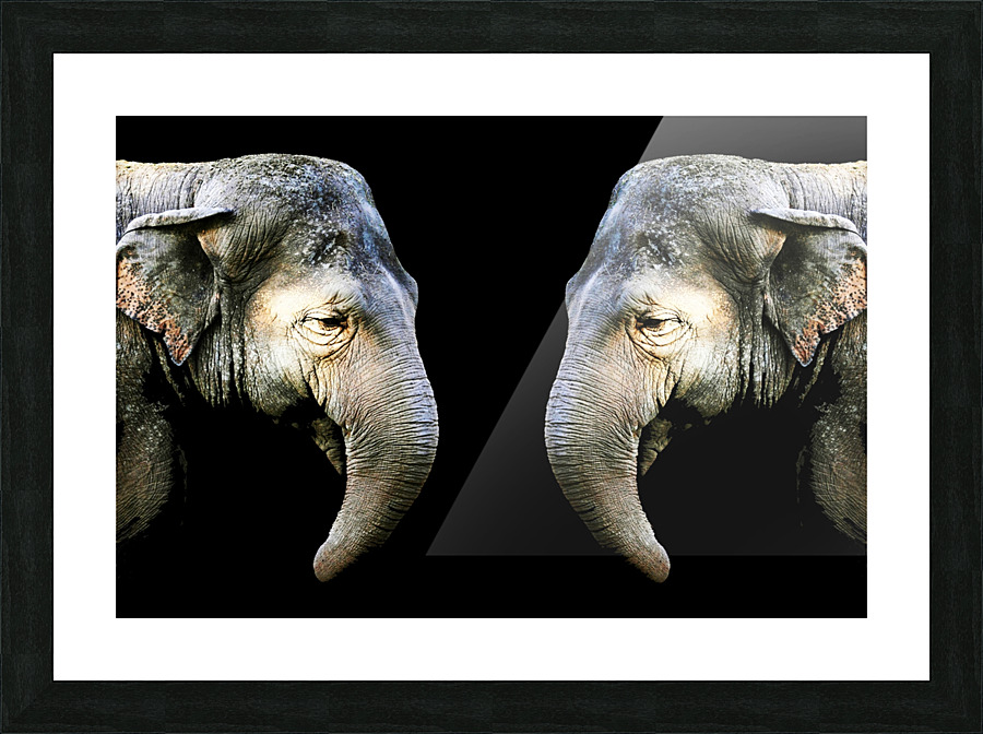 Elephant 3 Picture Frame print