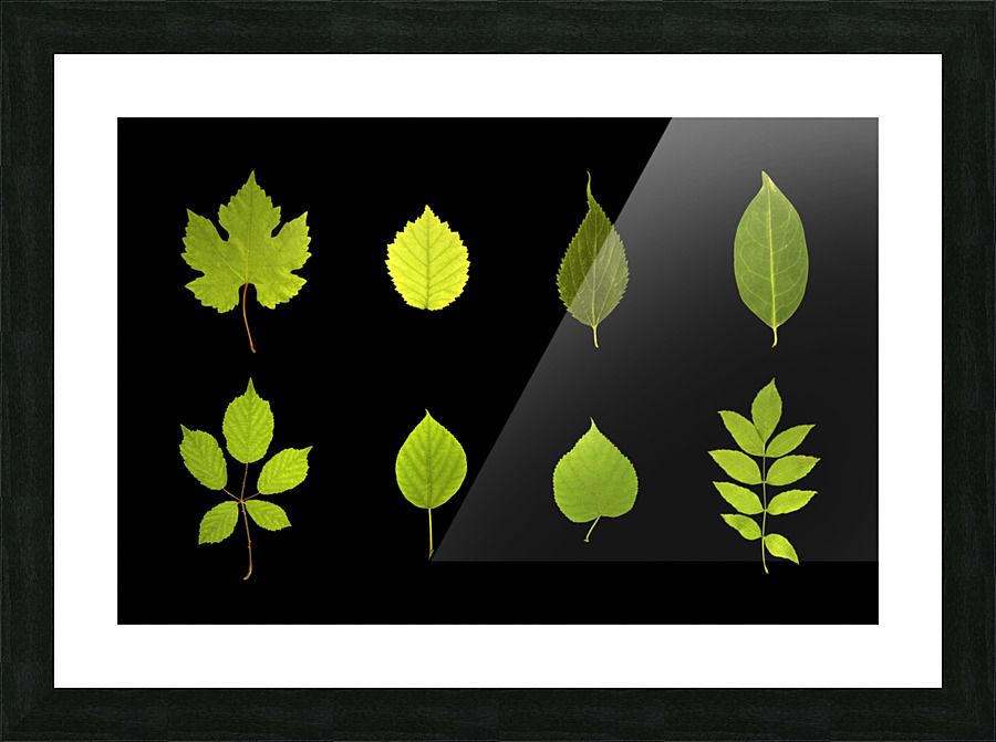 Feuilles Leaves Picture Frame print