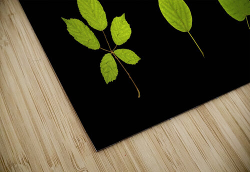 Feuilles Leaves Createm puzzle