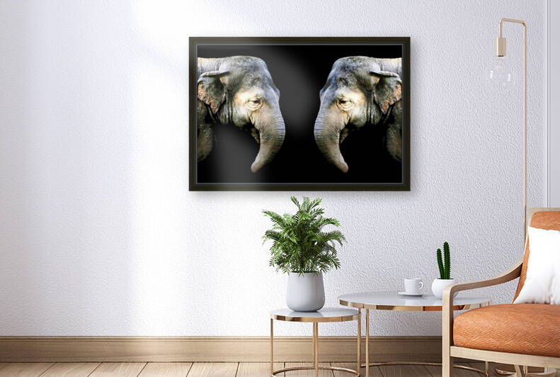 Elephant 3 Reproduction