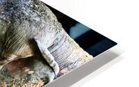 Elephant 3 HD Metal print