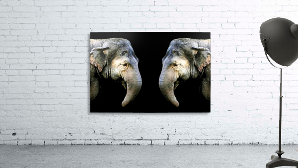 Elephant 3 Wall Preview