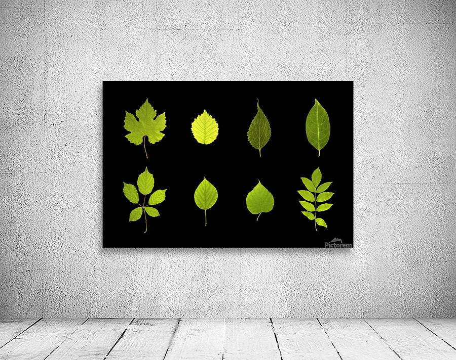 Feuilles Leaves Wall Preview