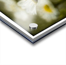 Daisies Diptych Acrylic print