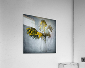Mimosa Acrylic Print