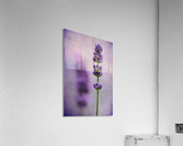 Lavender Acrylic Print