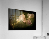 Orchid Acrylic Print