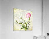Pink buttercup Acrylic Print