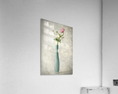 Pink buttercup Acrylic Print