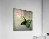 Antique rose Acrylic Print