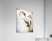 Purple orchid Acrylic Print