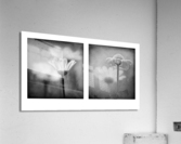 Daisies Diptych Acrylic Print