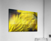 Yellow encounters Acrylic Print
