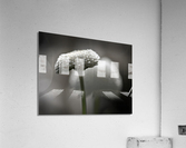Pompom daisy Acrylic Print