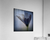 Soft blue Acrylic Print