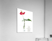 White red green Acrylic Print