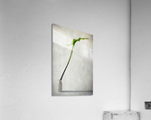 Balanced Acrylic Print