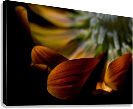 Brown velvet Canvas Print