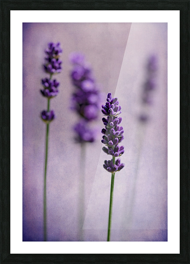 Lavenders Picture Frame print