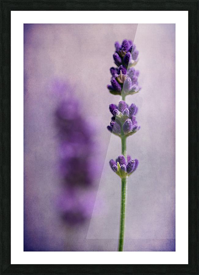 Lavender Picture Frame print