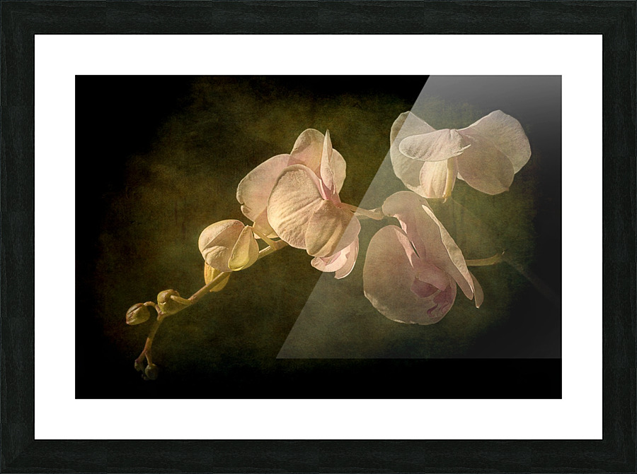 Orchid Picture Frame print