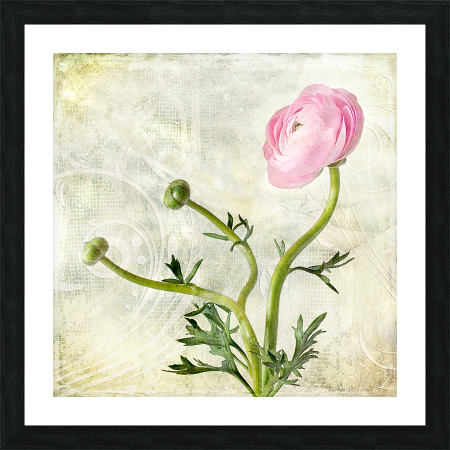 Pink buttercup Picture Frame print