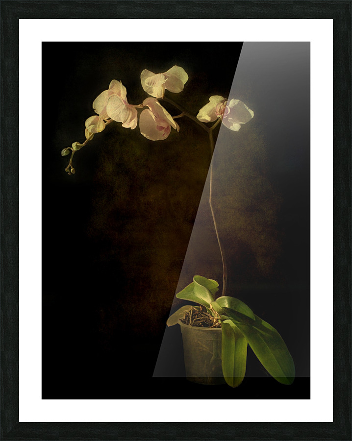 Orchid Picture Frame print