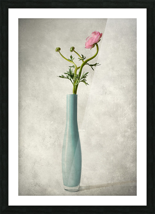 Pink buttercup Picture Frame print
