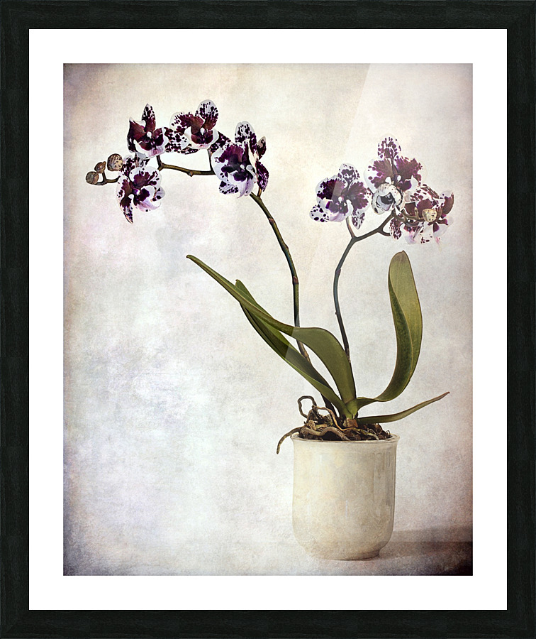 Purple orchid Picture Frame print