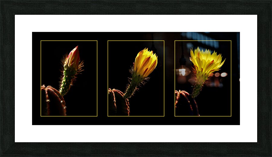 Blossoming Triptych Picture Frame print