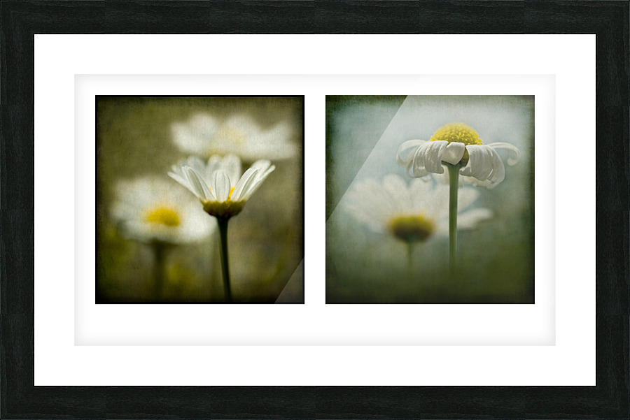 Daisies Diptych Picture Frame print
