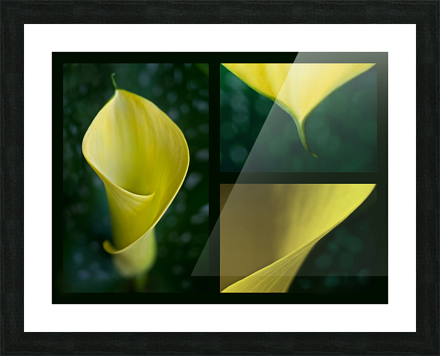 Yellow calla Triptych Picture Frame print