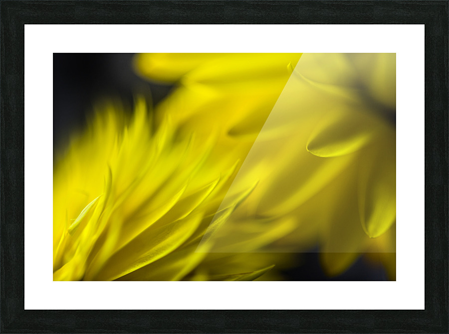 Yellow encounters Picture Frame print