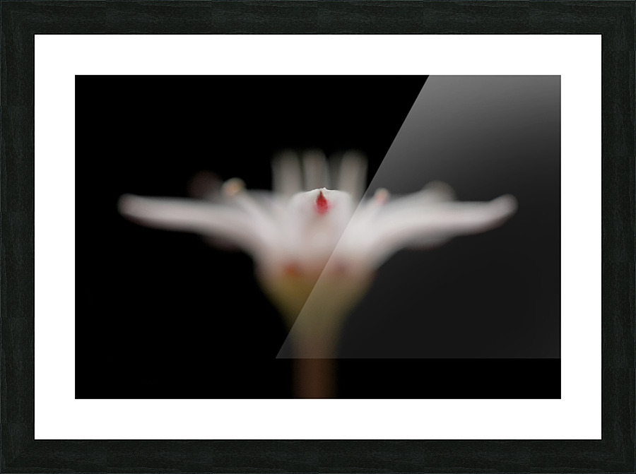 White angel Picture Frame print