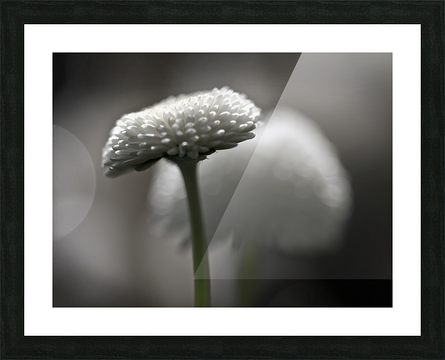 Pompom daisy Picture Frame print