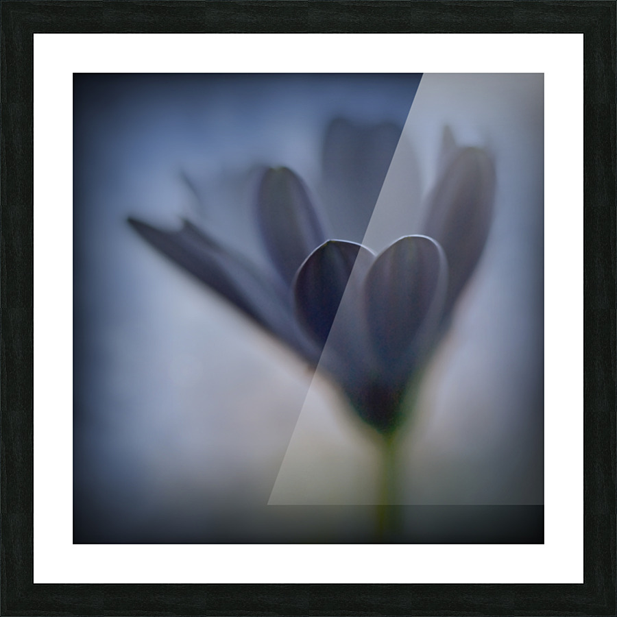 Soft blue Picture Frame print