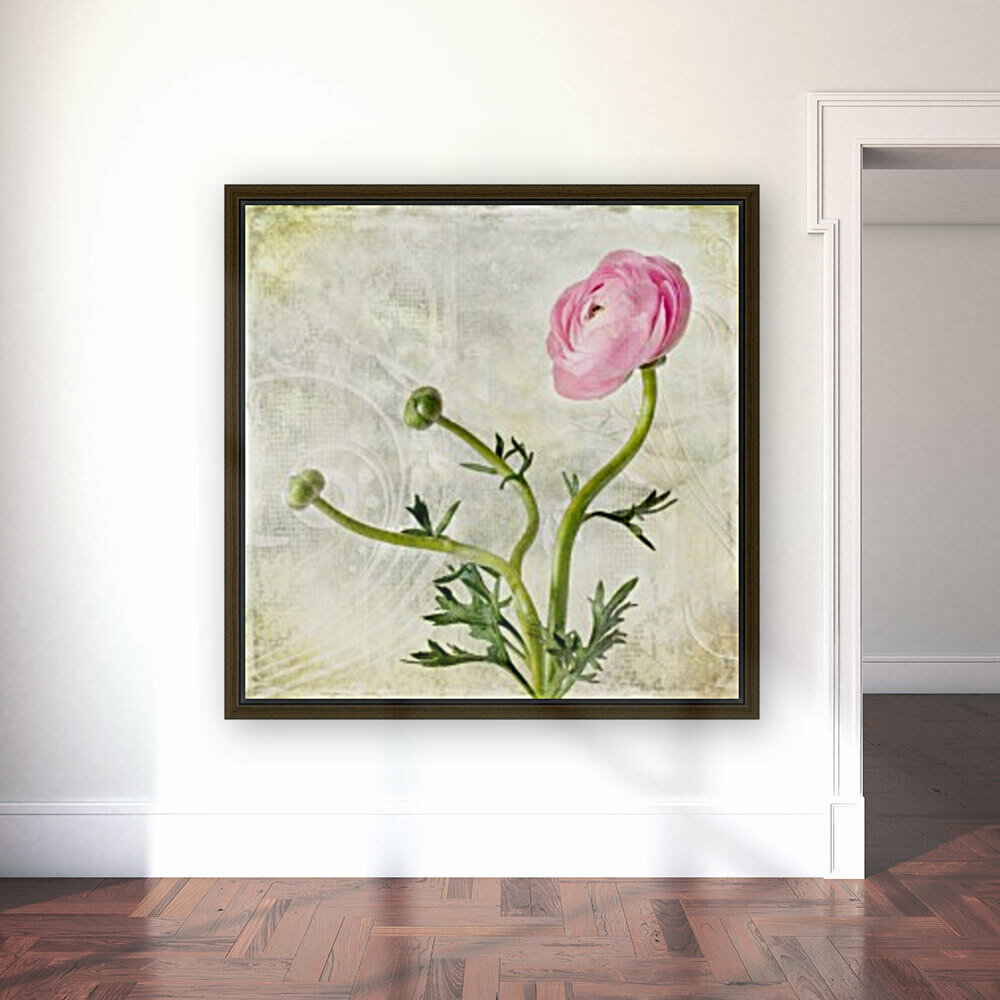 Pink buttercup Reproduction