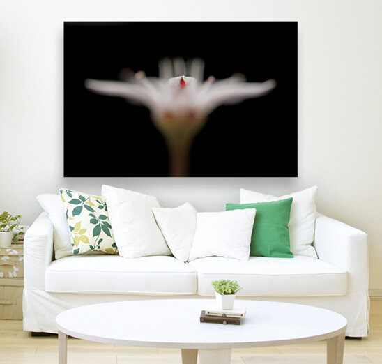 White angel Reproduction