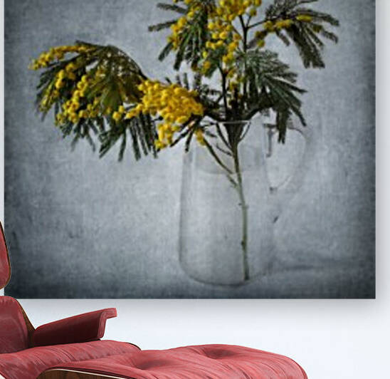 Mimosa by Barbara Corvino